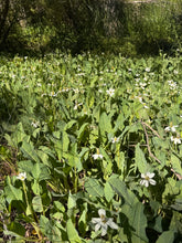 Load image into Gallery viewer, Anemopsis californica Yerba Mansa