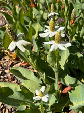 Load image into Gallery viewer, Anemopsis californica Yerba Mansa