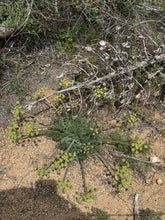 Load image into Gallery viewer, Lomatium dasycarpum Woolly Fruited Lomatium