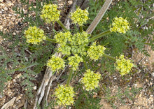 Load image into Gallery viewer, Lomatium dasycarpum Woolly Fruited Lomatium