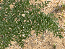 Load image into Gallery viewer, Lomatium dasycarpum Woolly Fruited Lomatium