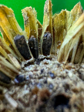 Load image into Gallery viewer, Helianthus gracilentus  Slender Sunflower