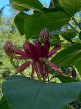 Load image into Gallery viewer, Calycanthus occidentalis Spice Bush