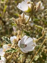 Load image into Gallery viewer, Sphaeralcea ambigua Apricot Mallow &amp; Selections