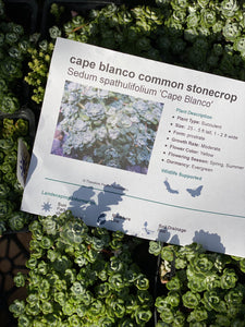Sedum spathulifolium 'Cape Blanco' Cape Blanco Common Stonecrop