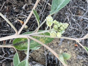Croton californicus California Croton
