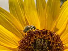 Load image into Gallery viewer, Helianthus annuus Sunflower