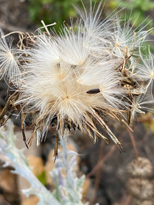 Cirsium occidentale Cobweb Thistle
