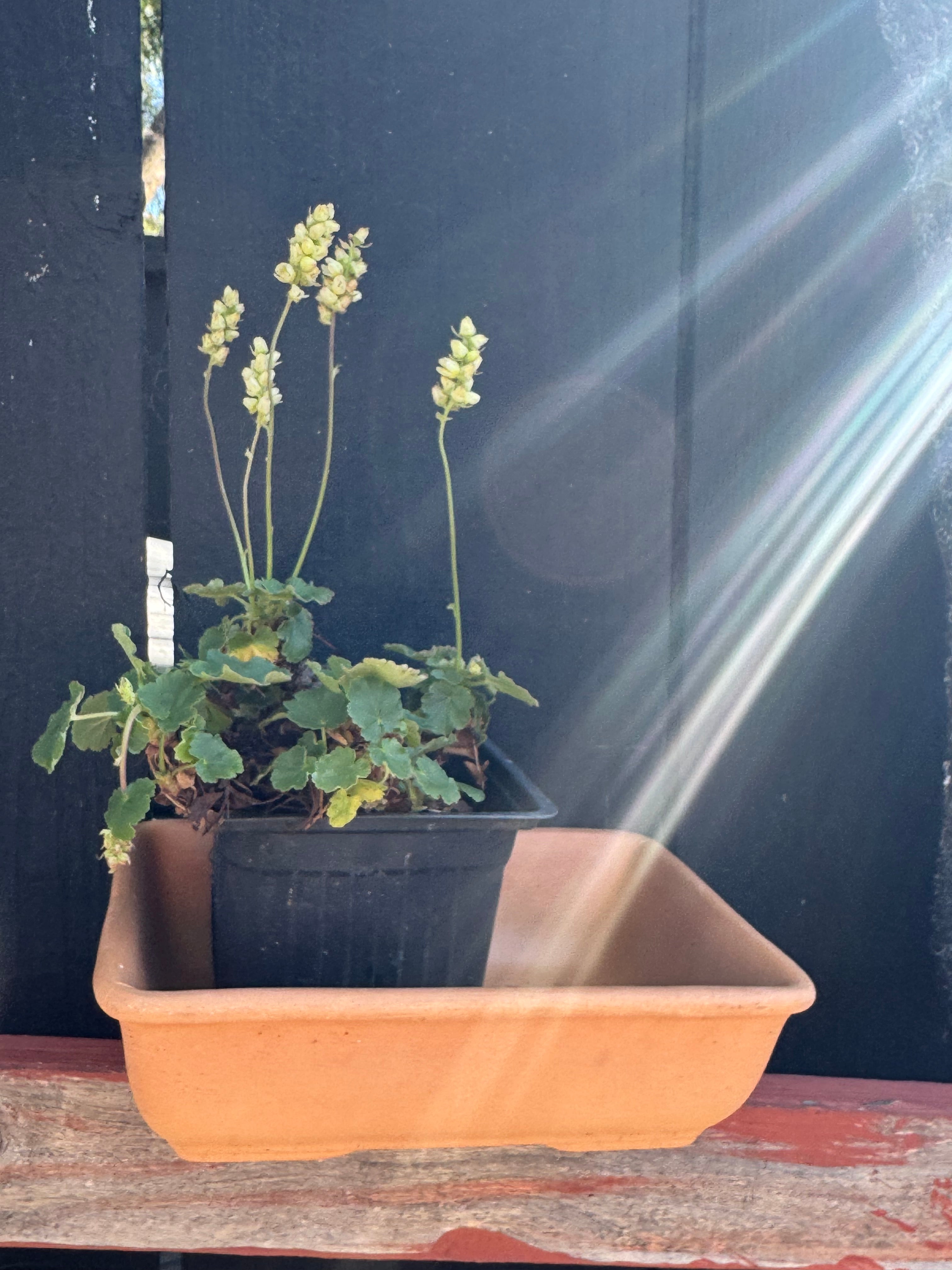 Heuchera cylindrica Alpine Alumroot – Neel's Nursery