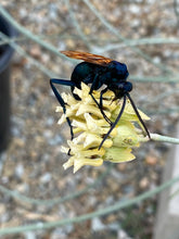 Load image into Gallery viewer, Asclepias subulata Skeleton Milkweed