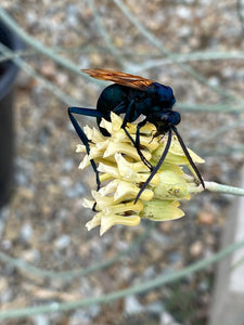 Asclepias subulata Skeleton Milkweed