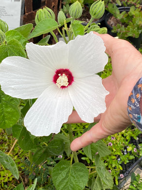 Hibiscus lasiocarpos var. occidentalis  (californicus) Rose Mallow