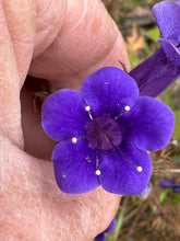Load image into Gallery viewer, Phacelia minor California Bluebell