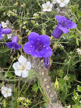 Load image into Gallery viewer, Phacelia minor California Bluebell