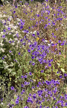 Load image into Gallery viewer, Phacelia minor California Bluebell