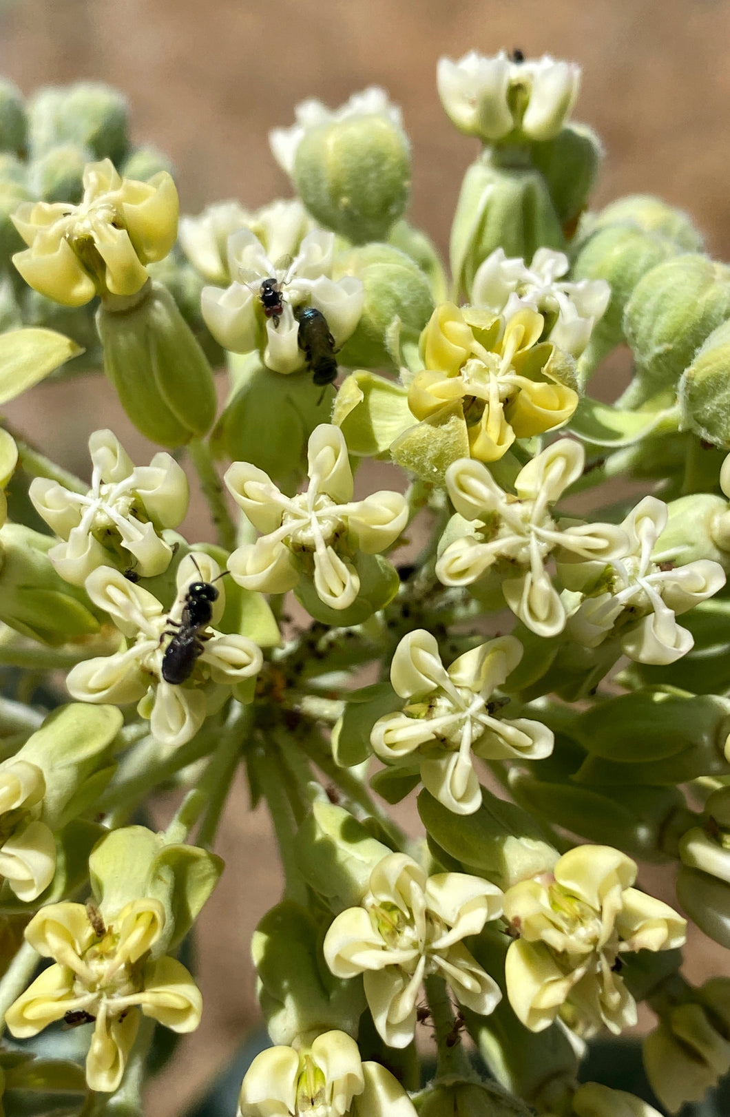 Asclepias erosa Desert Milkweed