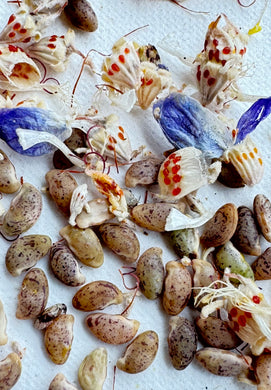 Psorothamnus spinosus Smoke Tree