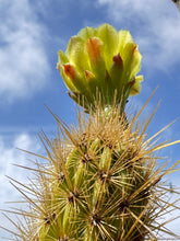 Load image into Gallery viewer, Bergerocactus emoryi Golden Spined Cereus