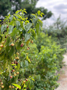 Prunus ilicifolia ssp. lyonii Catalina Island Cherry