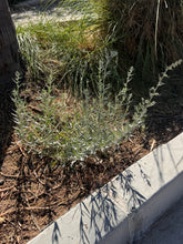 Load image into Gallery viewer, Artemisia ludoviciana Silver Wormwood