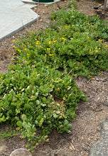 Load image into Gallery viewer, Grindelia stricta  Coastal Gum Plant Gumweed platyphylla