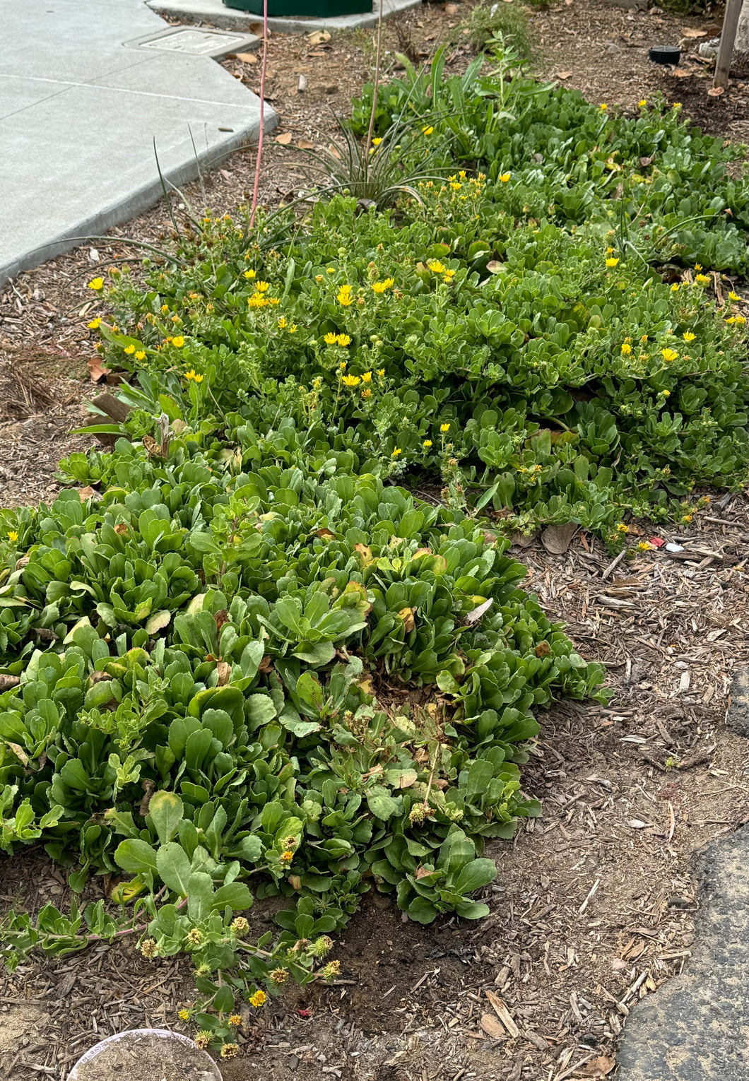 Grindelia stricta  Coastal Gum Plant Gumweed platyphylla