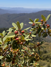 Load image into Gallery viewer, Frangula californica Coffeeberry ( Rhamnus ) &amp; Selections 'Eve Case' 'Leatherleaf'