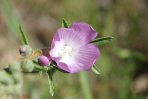 Sidalcea sparsifolia Checkerbloom