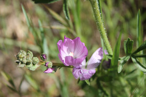 Sidalcea sparsifolia Checkerbloom