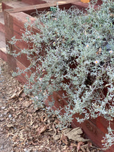 Load image into Gallery viewer, Corethrogyne filaginifolia &#39;Silver Carpet&#39; Silver Carpet Aster ( Lessingia )