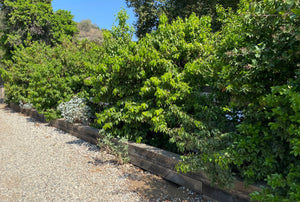 Prunus ilicifolia ssp. lyonii Catalina Island Cherry