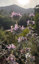 Load image into Gallery viewer, Salvia leucophylla  Purple Sage &amp; Selections 'Point Sal'