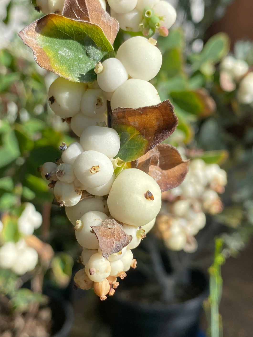 Symphoricarpos albus var. laevigatus  Snowberry