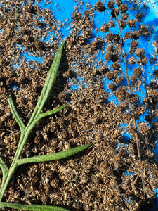 Artemisia palmeri San Diego Sagewort