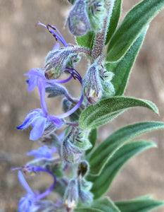 Trichostema lanceolatum Vinegarweed