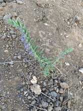 Load image into Gallery viewer, Trichostema lanceolatum Vinegarweed