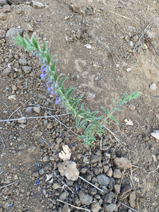 Trichostema lanceolatum Vinegarweed