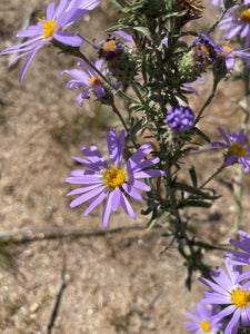 Dieteria canescens Hoary Aster