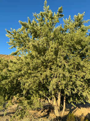 Olneya tesota Desert Ironwood