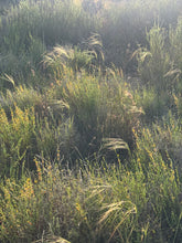 Load image into Gallery viewer, Stipa lepida Foothill Needlegrass