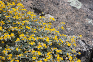 Acmispon argophyllus Silver Bird's-foot Trefoil & var. argenteus