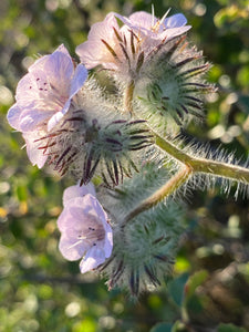 Phacelia cicutaria var. hispida Caterpillar Phacelia Seed