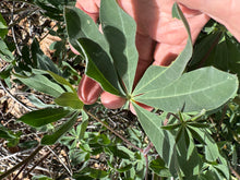 Load image into Gallery viewer, Lupinus latifolius Broadleaf Lupine