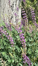 Load image into Gallery viewer, Lupinus latifolius Broadleaf Lupine