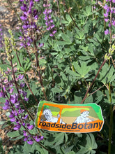Load image into Gallery viewer, Lupinus latifolius Broadleaf Lupine
