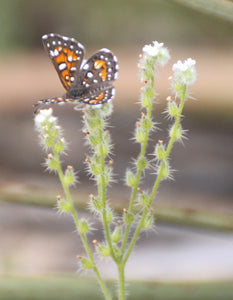 Cryptantha intermedia Common Cryptantha