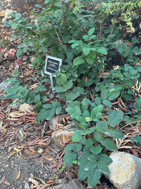 Berberis aquifolium var. repens Dwarf Mahonia & 'Golden Abundance' Oregon Grape