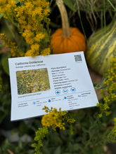 Load image into Gallery viewer, Solidago velutina ssp. californica California Goldenrod