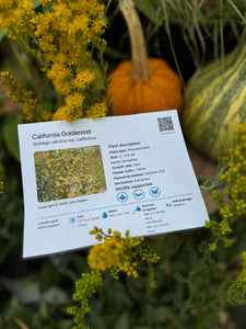 Solidago velutina ssp. californica California Goldenrod