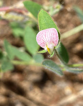 Load image into Gallery viewer, Acmispon americanus American Bird's-foot Trefoil